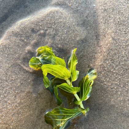 pludmale SALACGRĪVA