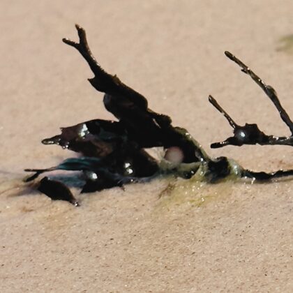 JŪRAS ZĀLES pludmalē