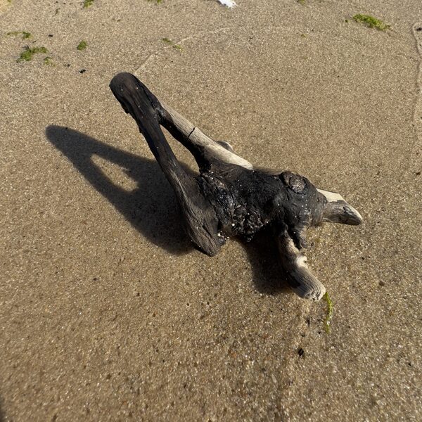 smilšu NOSLĪPĒTS KOKS pludmalē